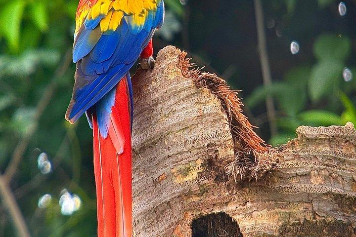 マヌエル・アントニオ国立公園:入場料込みのガイド付きツアー