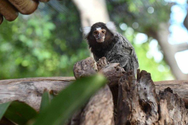 Crocoparc And Tree-Climbing Goats Half-Day Tour from Agadir
