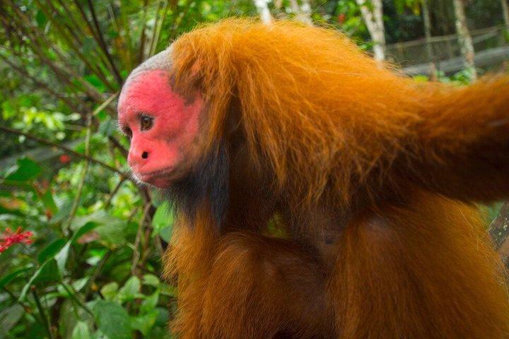 Irapay Amazon Lodge 4 Days and 3 Nights
