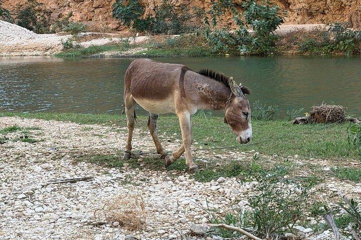 Ultimate 3-Day, 2-Night Oman Adventure Tour