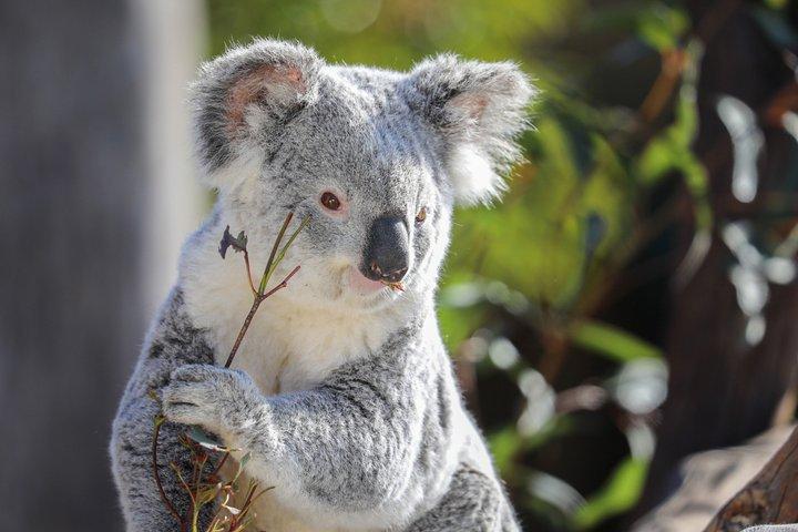 Sydney Zoo General Entry Admission Ticket