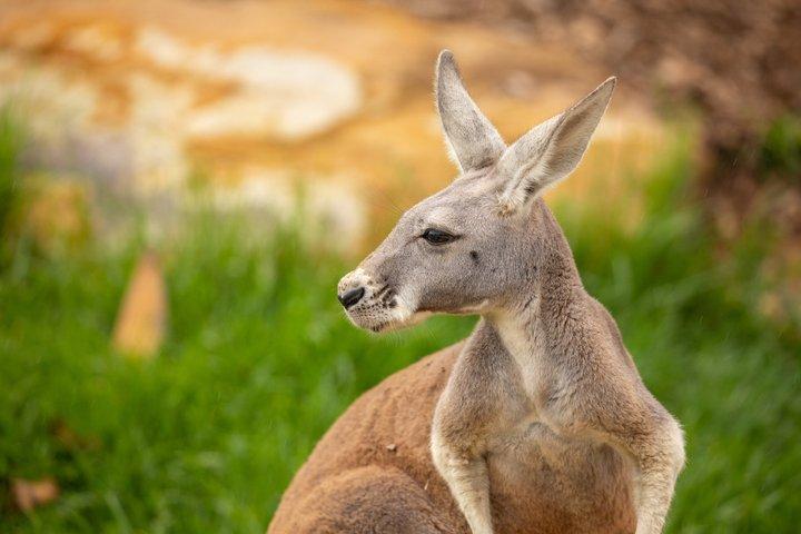 Sydney Zoo General Entry Admission Ticket