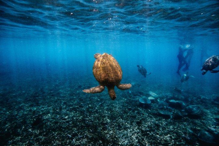 Snorkelavontuur naar Daymaniat-eilanden