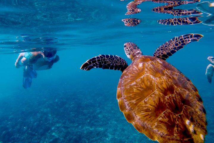 Snorkelavontuur naar Daymaniat-eilanden