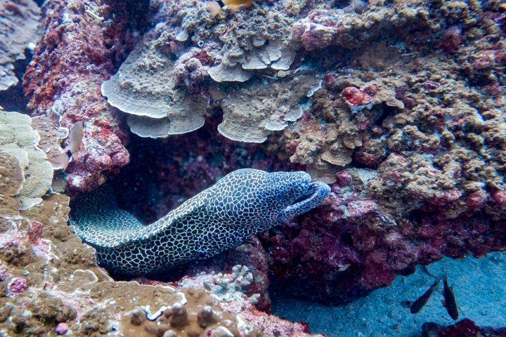 Snorkelavontuur naar Daymaniat-eilanden