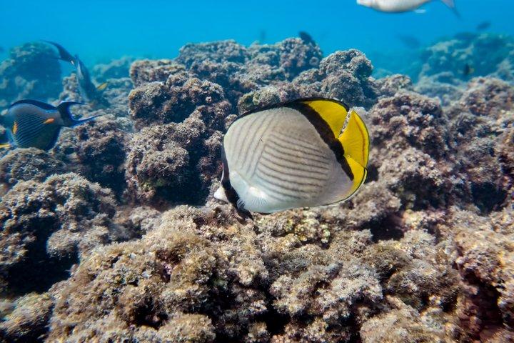 Snorkelavontuur naar Daymaniat-eilanden