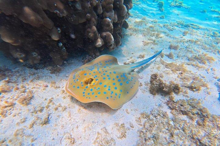 Snorkelavontuur naar Daymaniat-eilanden