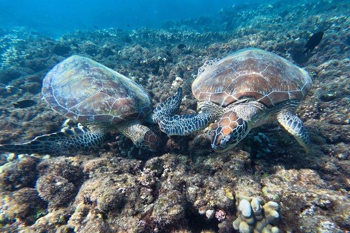 Snorkelavontuur naar Daymaniat-eilanden