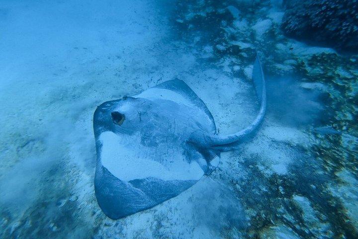 Snorkelavontuur naar Daymaniat-eilanden