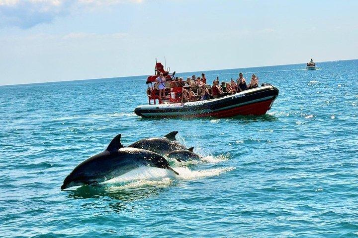 Dolphin Watching Tour from Lagos