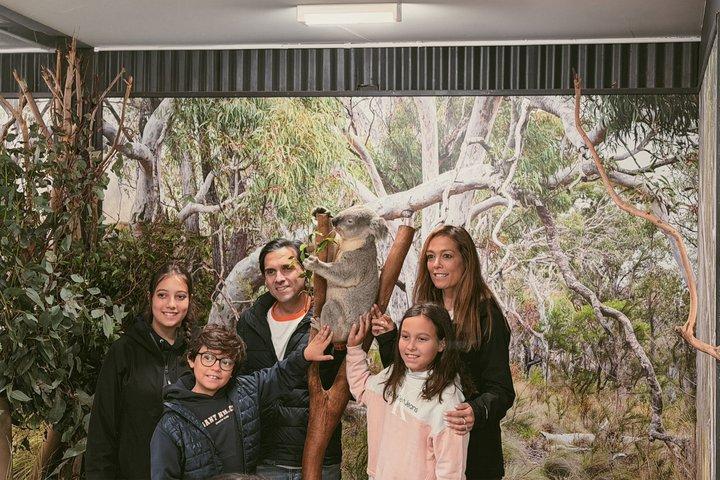 Blue Mountains Private Tour from Sydney Scenic World and Koalas