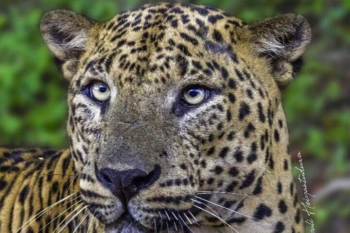 Full day / Half Day WildlifeAdventure in Yala-National-Park