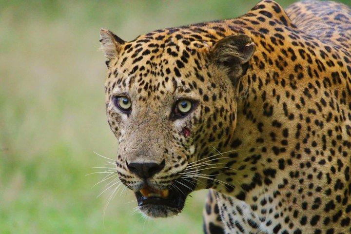 終日/半日ワイルドライフアドベンチャー・イン・ヤーラ国立公園