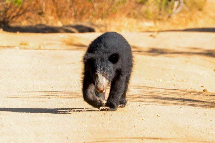終日/半日ワイルドライフアドベンチャー・イン・ヤーラ国立公園