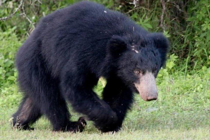 終日/半日ワイルドライフアドベンチャー・イン・ヤーラ国立公園