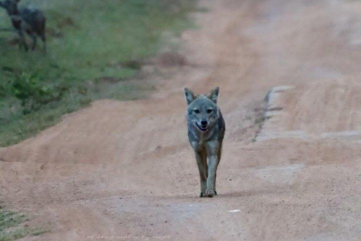 終日/半日ワイルドライフアドベンチャー・イン・ヤーラ国立公園