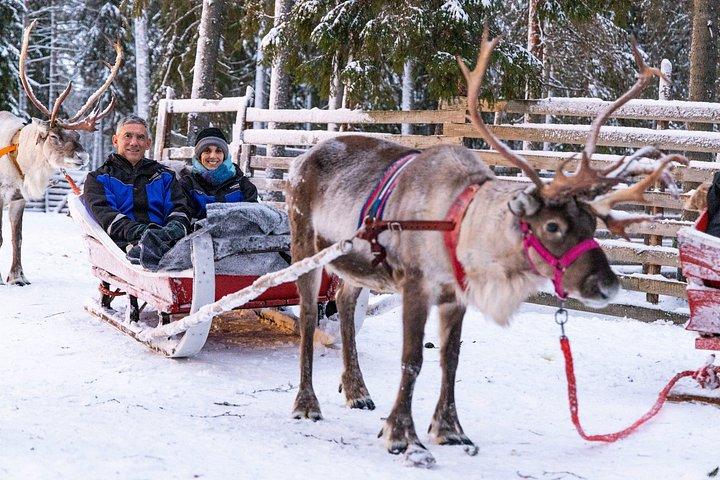 Visita alla Fattoria dei Renne con Safari dei Renne - Rovaniemi