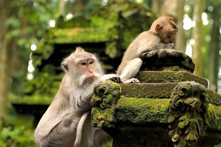 ウブドの隠れた名所ツアー 自然の村々と地元生活