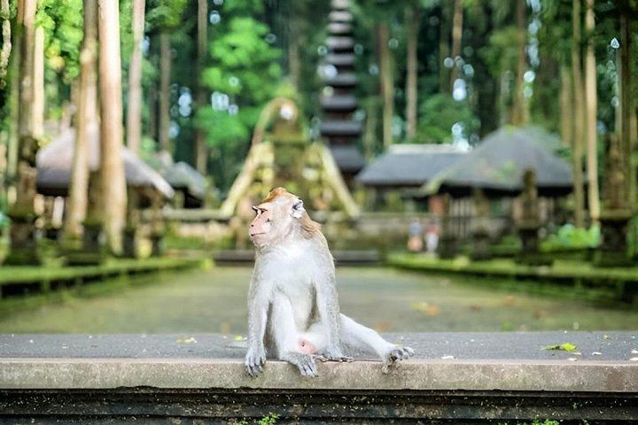 ウブドの隠れた名所ツアー 自然の村々と地元生活