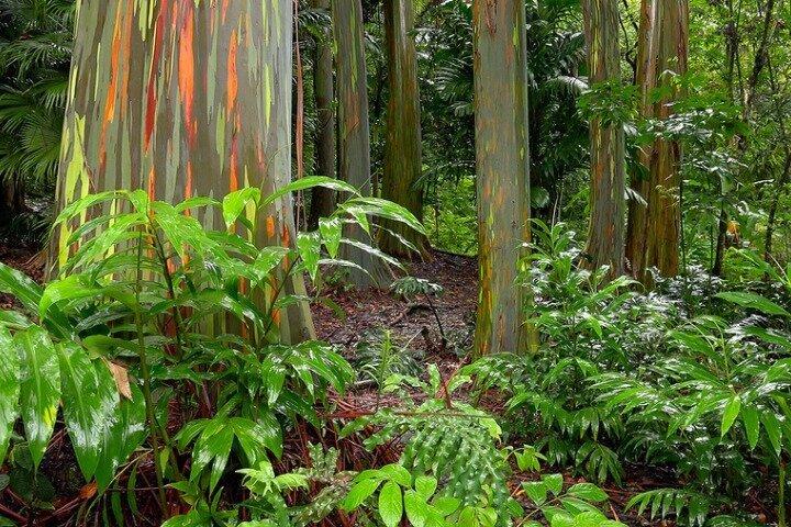 Tour audioguidato: strada per Hana, Maui
