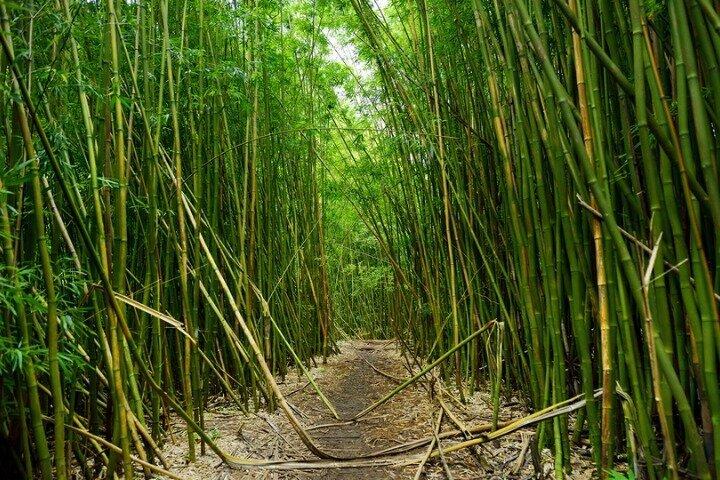 Tour audioguidato: strada per Hana, Maui
