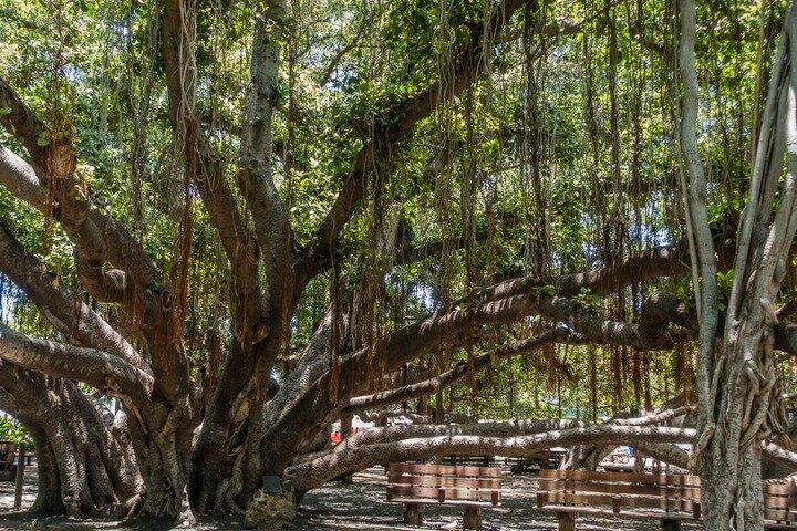 Tour audioguidato: strada per Hana, Maui