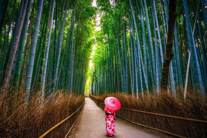 大阪発 京都日帰りツアー：桂寺、嵐山＆金閣寺