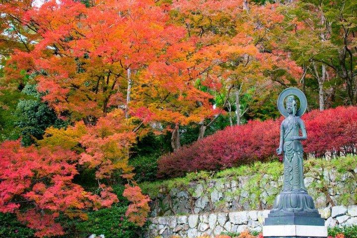 大阪発 京都日帰りツアー：桂寺、嵐山＆金閣寺