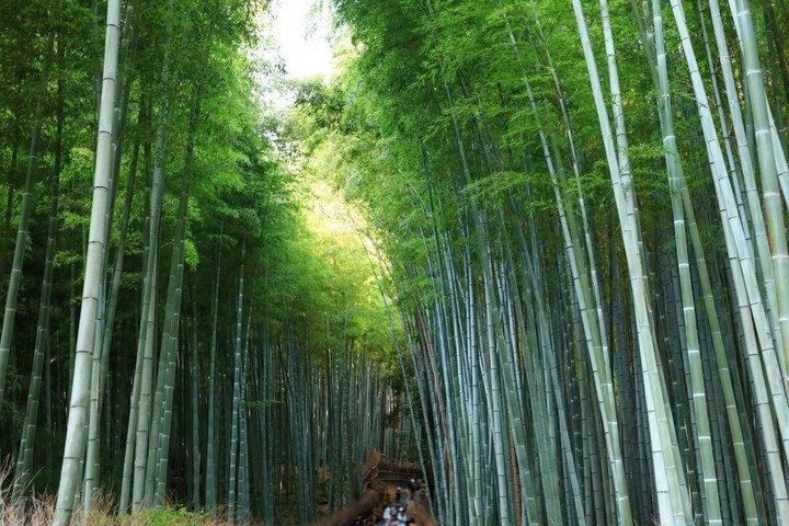 大阪発 京都日帰りツアー：桂寺、嵐山＆金閣寺