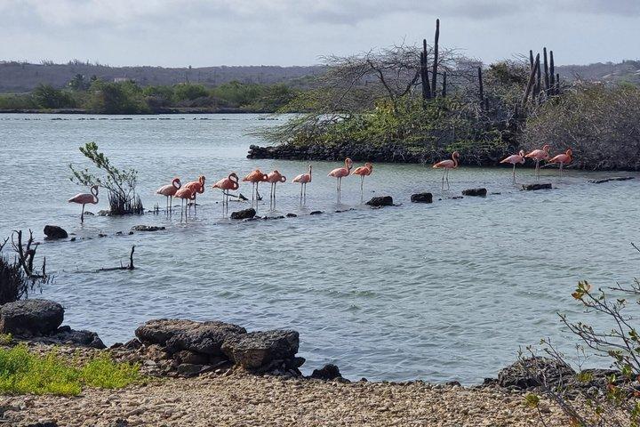 プライベート＆少人数制の海岸線ツーリングATVツアー（西キュラソー）