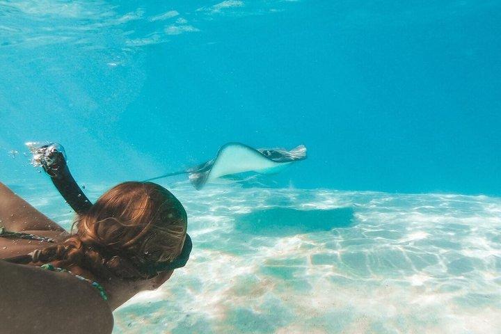 グランドケイマンのエイとヒトデ、クリスタルケイブオプション付き