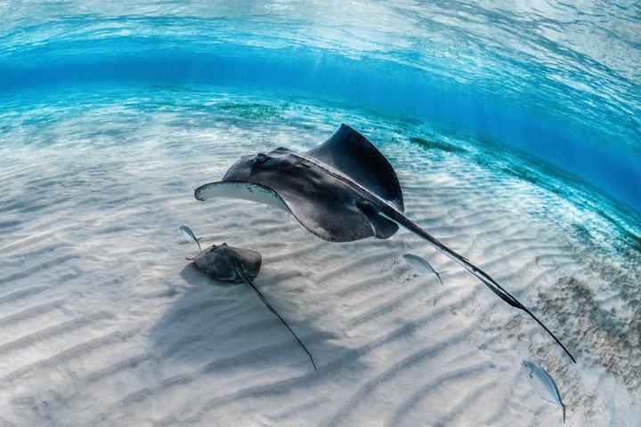 グランドケイマンのエイとヒトデ、クリスタルケイブオプション付き