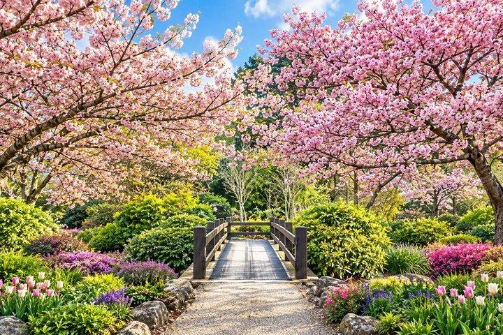 Passeio de 1 Dia Richmond Sakura e Savours Chinês e Inglês