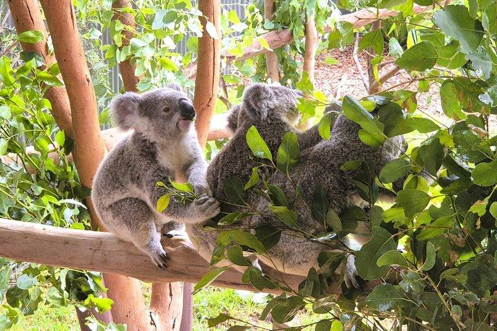 レイトスタートブルーマウンテンズ野生動物、滝、小グループツアー