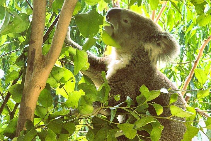 レイトスタートブルーマウンテンズ野生動物、滝、小グループツアー