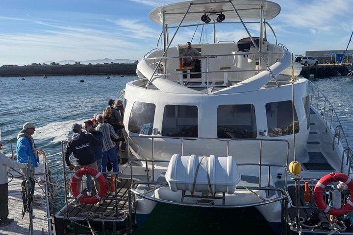 Boat Based Whale Watching from Hermanus