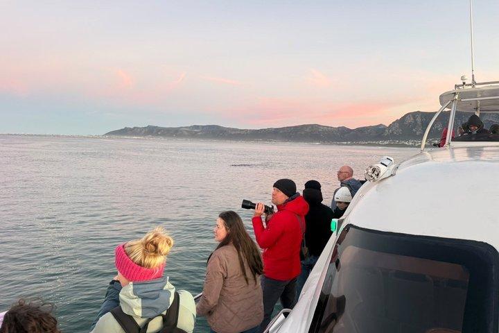 Shared Hermanus Boat Based Whale Watching and Penguin Adventure