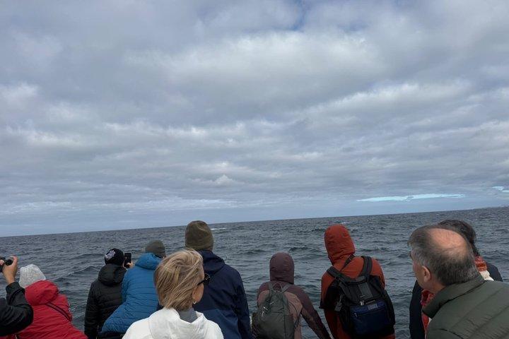 Shared Hermanus Boat Based Whale Watching and Penguin Adventure