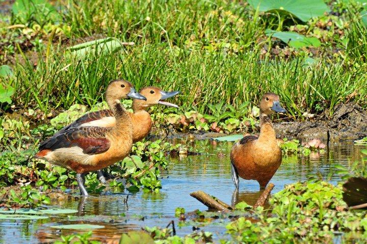 バンダラ国立公園サファリ（エキスパートパートドライバー付き）