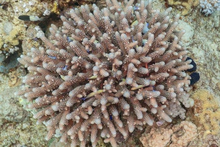 ハルガダのビーチダイブ体験、ビギナー向けに午前か午後どちらが良いですか
