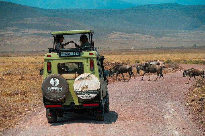 Excursion d'une journée au cratère du Ngorongoro