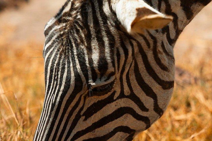 Ngorongoro Crater-dagtrip