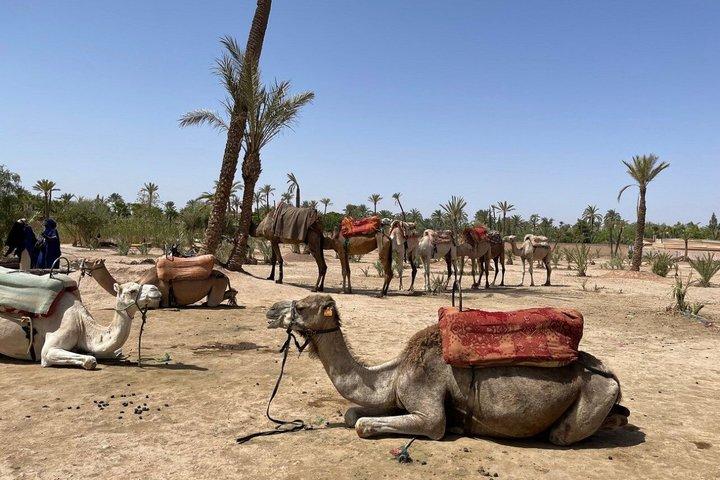 カサブランカ発マラケシュ日帰りツアー 宮殿 スーク メディナ