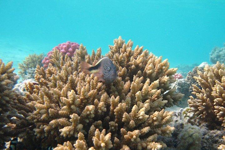 デラックス：シュノーケリング、シーフードなどを含む1回の海旅行で3つの島を巡る