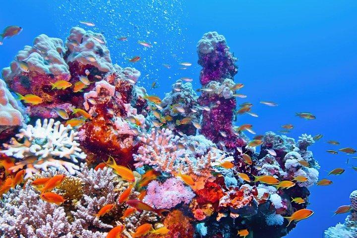 デラックス：シュノーケリング、シーフードなどを含む1回の海旅行で3つの島を巡る