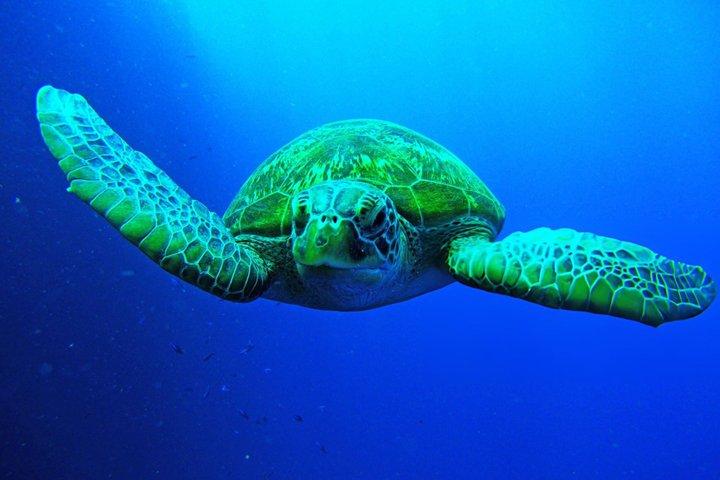 デラックス：シュノーケリング、シーフードなどを含む1回の海旅行で3つの島を巡る