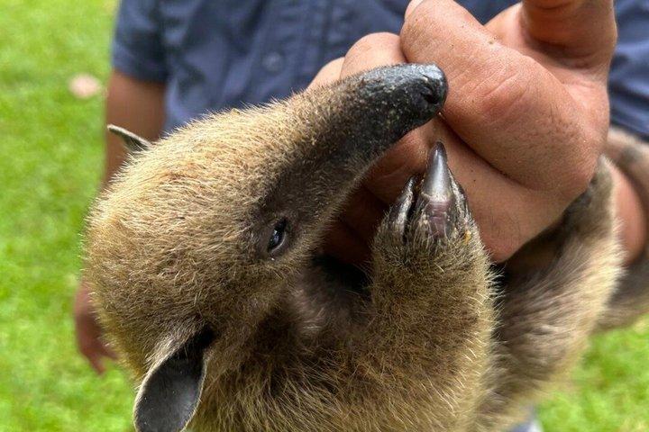 在来水生種、ジャングルハイキング＆動物救助センターツアー