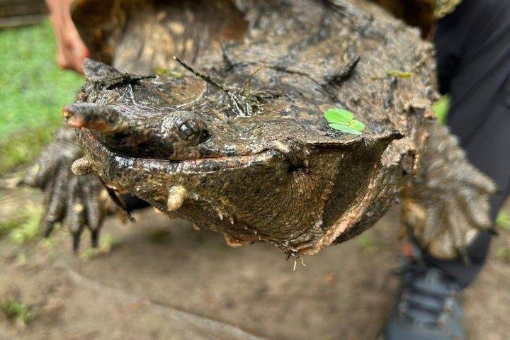 在来水生種、ジャングルハイキング＆動物救助センターツアー