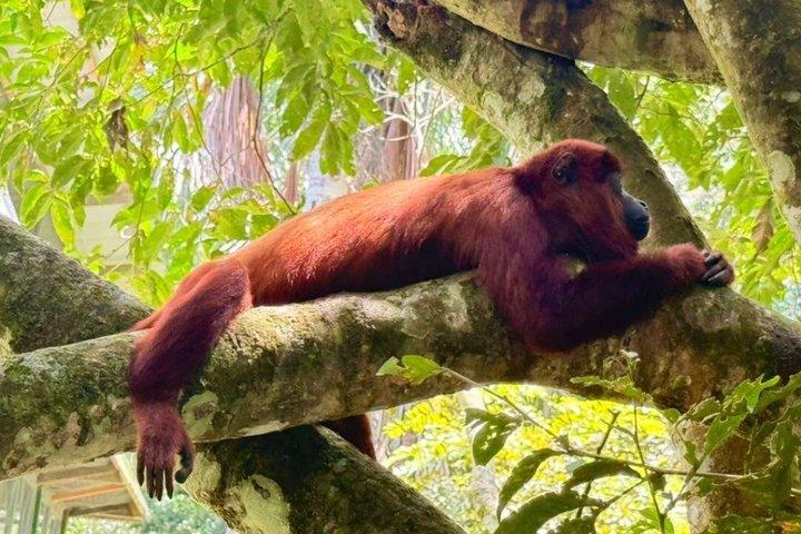 モンキーアイランド、アマゾン川、在来水生生物 - すべてのチケット