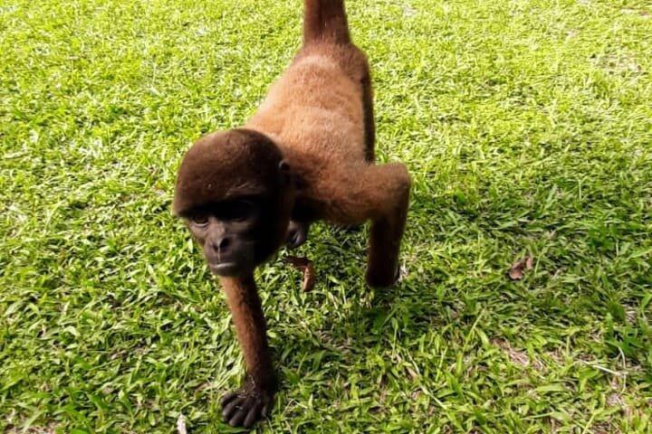 モンキーアイランド、アマゾン川、在来水生生物 - すべてのチケット